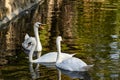 A pair of white swans on a calm pond. Beautiful birds that represent love and mutual understanding in family relationships. Royalty Free Stock Photo