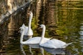 A pair of white swans on a calm pond. Beautiful birds that represent love and mutual understanding in family relationships. Royalty Free Stock Photo