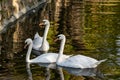 A pair of white swans on a calm pond. Beautiful birds that represent love and mutual understanding in family relationships. Royalty Free Stock Photo