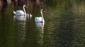 A pair of white swans with chicks swims in a pond Royalty Free Stock Photo