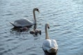 A pair of white swans with chicks swims in a pond. Royalty Free Stock Photo