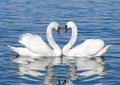 Pair of white swans