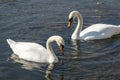 A pair of white swans Cygnus olor feeding on aquatic plants on the lake Royalty Free Stock Photo