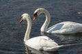 A pair of white swans Cygnus olor feeding on aquatic plants on the lake in Goryachiy Klyuch. Royalty Free Stock Photo