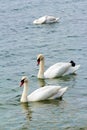 Pair of white swans floating on a huge pond. Royalty Free Stock Photo