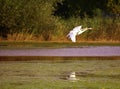 Pair of white swans flying over overgrown pond, cropped by selective focus Royalty Free Stock Photo