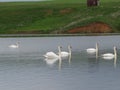 Pair of white swans on the lake Royalty Free Stock Photo