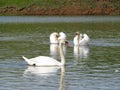 Pair of white swans on the lake Royalty Free Stock Photo