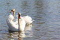 A pair of white swans on a lake Royalty Free Stock Photo