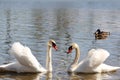 A pair of white swans on a lake Royalty Free Stock Photo