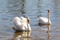 A pair of white swans on a lake Royalty Free Stock Photo