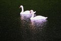 A pair of white swans on a lake Royalty Free Stock Photo