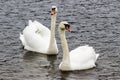 Pair of white swans Royalty Free Stock Photo