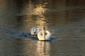 A pair of white swans on a pond Royalty Free Stock Photo