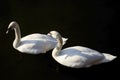 A pair of white swans on a sunny day. Graceful birds on a background of dark, calm water. Royalty Free Stock Photo