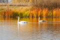 Pair of white swans swim on an autumn lake Royalty Free Stock Photo