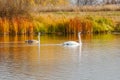 Pair of white swans swim on an autumn lake Royalty Free Stock Photo