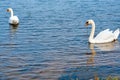 A pair of white swans swim in sunny weather in a pond Royalty Free Stock Photo
