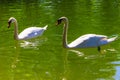 Pair of white swans swimming on lake Royalty Free Stock Photo