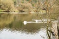 A pair of white swans swimming on the river Berunka in early spring Czech Royalty Free Stock Photo