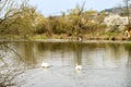 A pair of white swans swimming on the river Berunka in early spring Czech Royalty Free Stock Photo