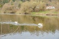 A pair of white swans swimming on the river Berunka in early spring Czech Royalty Free Stock Photo