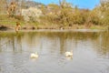 A pair of white swans swimming on the river Berunka in early spring Czech Royalty Free Stock Photo