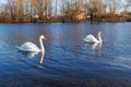 A pair of white swans swimming on the river Royalty Free Stock Photo