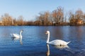 A pair of white swans swimming on the river Royalty Free Stock Photo