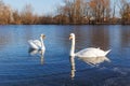 A pair of white swans swimming on the river Royalty Free Stock Photo