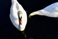 A pair of white swans together Royalty Free Stock Photo