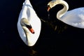 A pair of white swans together Royalty Free Stock Photo