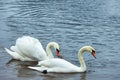 A pair of white swans on the water surface of the river Royalty Free Stock Photo