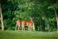 Pair of white tail deer, one looking at camera, standing in grass at edge of wooded area Royalty Free Stock Photo