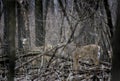 Pair of White-Tailed Deer (Odocoileus virginianus) - Camouflaged Royalty Free Stock Photo