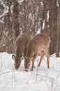 Pair of White-Tailed Deer in Snowy Woods Royalty Free Stock Photo