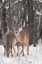 Pair of White-Tailed Deer in Snowy Woods Royalty Free Stock Photo