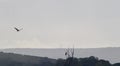 White tailed eagles in silhouette