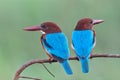 pair of white-throated kingfisher Zhalcyon smymensis) perching on twig together in early cool day Royalty Free Stock Photo