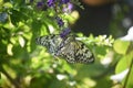 Pair of White Tree Nymph Butterflies in a garden Royalty Free Stock Photo