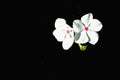 Pair of white vincas with pink centers Royalty Free Stock Photo