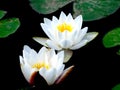 pair of white water lilies with yellow pistils Royalty Free Stock Photo