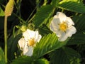 Couple of wild strawberry flowers