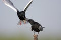 Pair of White-winged Black Tern birds feeding during a spring ne