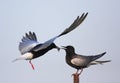 Pair of White-winged Black Tern birds feeding during a spring ne