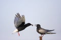 Pair of White-winged Black Tern birds feeding during a spring ne