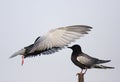 Pair of White-winged Black Tern birds feeding during a spring ne