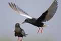 Pair of White-winged Black Tern birds feeding during a spring ne