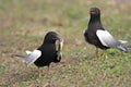 Pair of White-winged Black Tern birds on grassy wetlands during