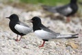 Pair of White-winged Black Tern birds on grassy wetlands during